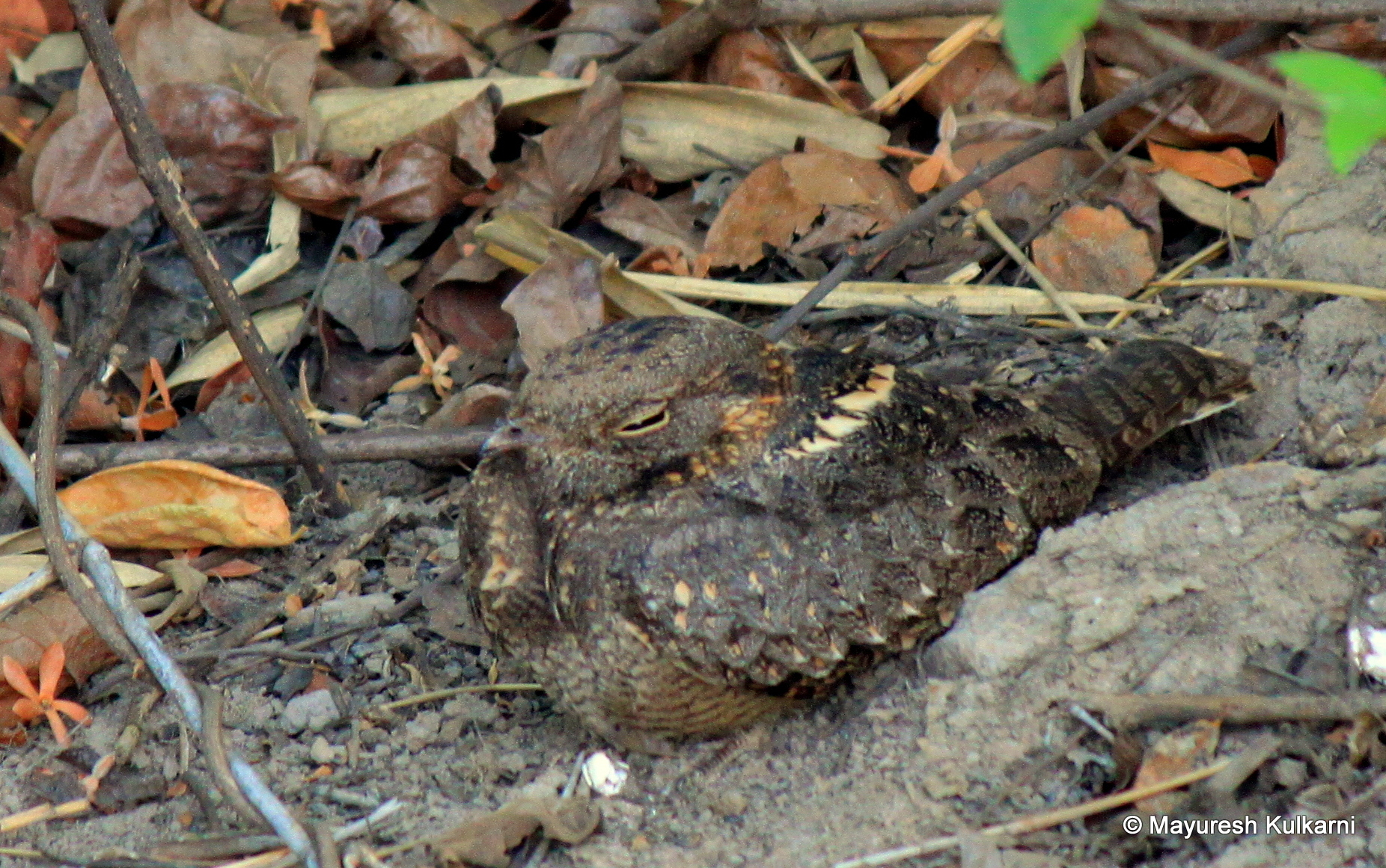 Savanna Nightjar